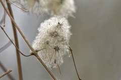 Wild Fluffy stuff on Tree