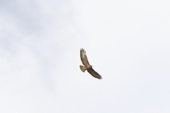 Buzzard in Flight