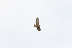 Buzzard in Flight