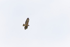 Buzzard in Flight