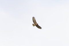 Buzzard in Flight