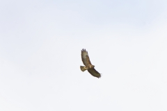 Buzzard in Flight