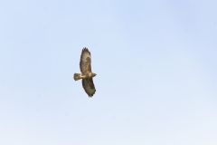 Buzzard in Flight