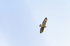 Buzzard in Flight