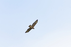 Buzzard in Flight