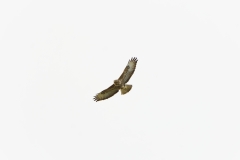 Buzzard in Flight