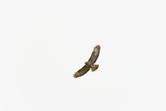 Buzzard in Flight