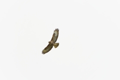 Buzzard in Flight