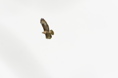 Buzzard in Flight