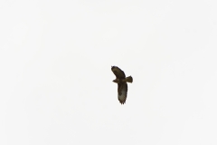 Buzzard in Flight