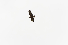 Buzzard in Flight