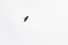 Buzzard in Flight