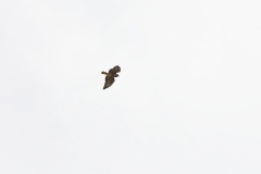 Buzzard in Flight