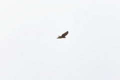 Buzzard in Flight