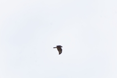 Buzzard in Flight