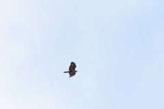 Buzzard in Flight