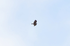 Buzzard in Flight