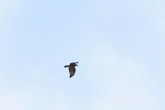 Buzzard in Flight