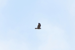 Buzzard in Flight