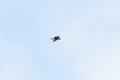 Buzzard in Flight