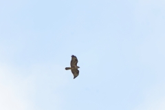 Buzzard in Flight