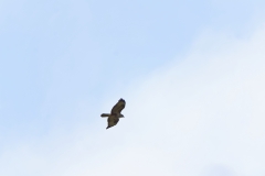 Buzzard in Flight