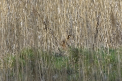 Hare
