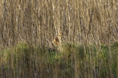 Hare