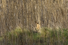 Hare