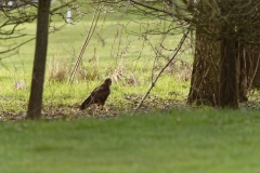 Buzzard