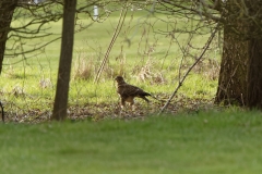 Buzzard