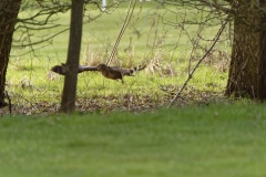 Buzzard in Flight