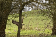 Buzzard in Flight