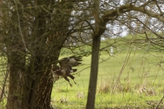 Buzzard in Flight