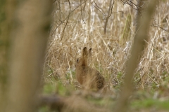 Hare