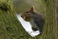 Squirrel Eating a Nut