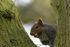 Squirrel Eating a Nut