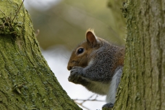 Squirrel Eating a Nut