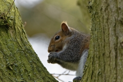 Squirrel Eating a Nut