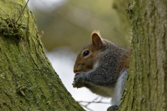 Squirrel Eating a Nut