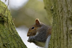 Squirrel Eating a Nut