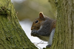 Squirrel Eating a Nut