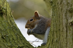 Squirrel Eating a Nut