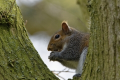 Squirrel Eating a Nut