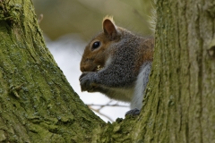 Squirrel Eating a Nut