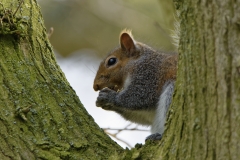 Squirrel Eating a Nut