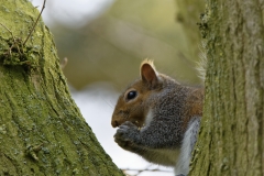 Squirrel Eating a Nut