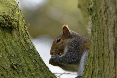 Squirrel Eating a Nut