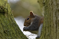 Squirrel Eating a Nut