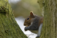 Squirrel Eating a Nut